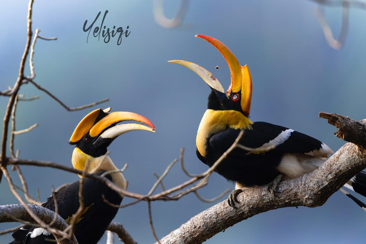 Voices from the Street